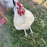 Acrechickens