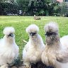 GraytSilkies