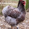 Chicken_Rustler