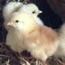 Chookie7