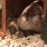 Button quail hatcher