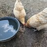 puddle_drinker