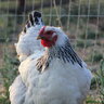 ChickenChickenChick