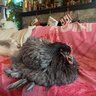 Coniferchicken
