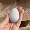 10eggsaday