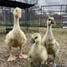 5mfarmsoco