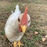 Muthah Chuckah