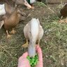 My15Ducks