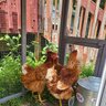 TosaAlohaChick