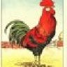 Desert Rooster