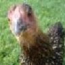 ohiochickens