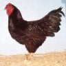 Uniontown Poultry