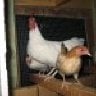 roosters4sale