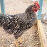 NewChickenMamaNM