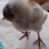 The Gray Chicken Chick
