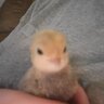 FarmerChickieMammy