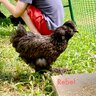 chickenmama35