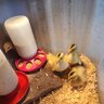 CooperHillPoultry