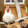 chickins43