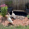 Catty Quack