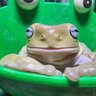 Dartzyfrog