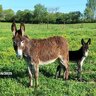 Love Donkeys