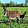 Love Donkeys