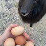 BonasaFarms
