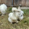 PeacocknSilkies
