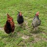 ChickenMamaof3