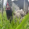 FarrFreshEggs