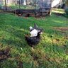 Ilovemygallus