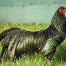 Tzul Tzul Chicken