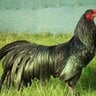 Tzul Tzul Chicken