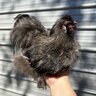 Layla_Chickens