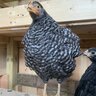 Allybird