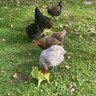 Chickenmomof6