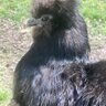 Boba the Silkie Chicken