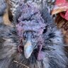 I have chickens21
