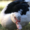 stinkyduckfeet