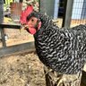 PITA_Loves_Chicks