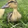 Brennas_ducks