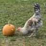 Chickmebabe
