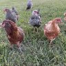 AframeChickens