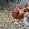 Cluck-around