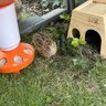 Poultrypro1