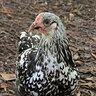 mushroomchicken