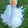 DnacingDuck