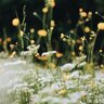 mountain_farm_chick
