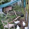 Poulet palace